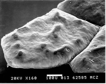 Media type: image; Herpetology R-151502